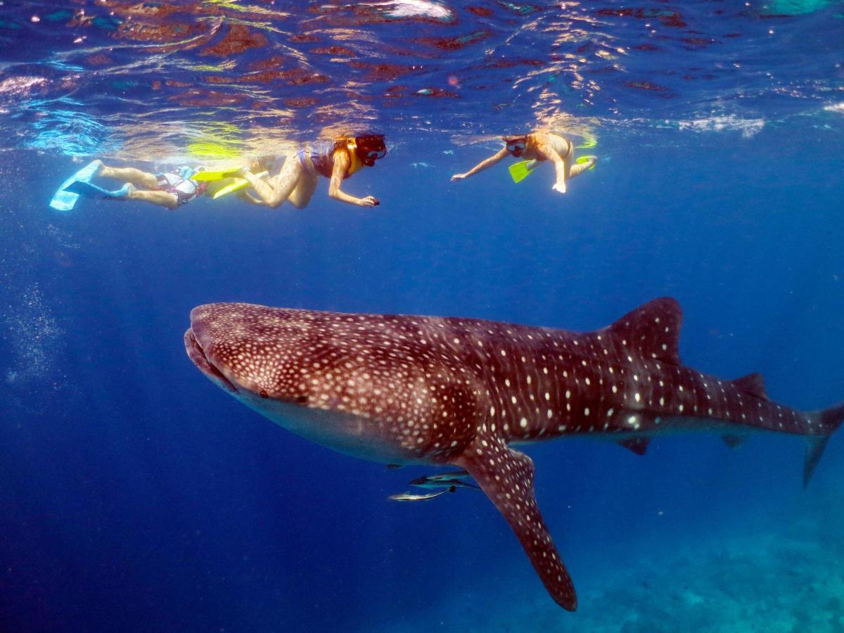 Kandooma Maldives: Kids Stay, Eat & Dive Free Resort 4*